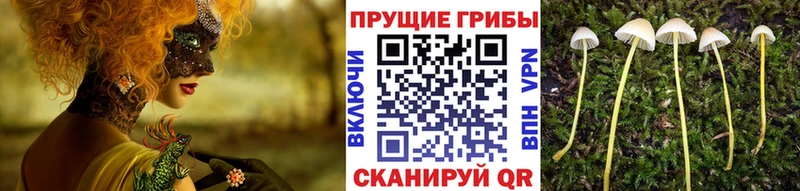 Псилоцибиновые грибы мицелий Шахунья